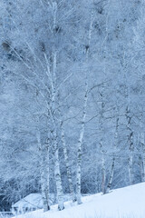 霧氷するシラカバの森