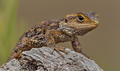 Fototapeta premium Lizard on wood, blurred background, nature wildlife image, ideal for educational use