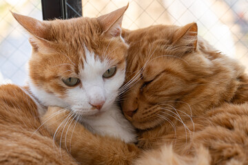 窓辺でくつろぐ可愛い二匹の猫