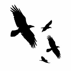 Obraz premium A black bird with a black head and a black body. It is sitting on a white background