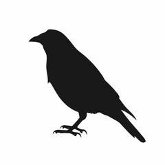 A black bird with a black head and a black body. It is sitting on a white background