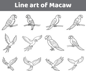 Minimalist Line Art Illustration of a Majestic Macaw