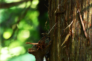 巣材の杉の皮を集める森のエゾリス