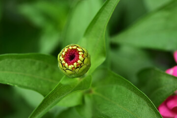 ピンクのジニアのつぼみのアップ