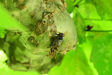 プラタナスの木に止まるアブラゼミ