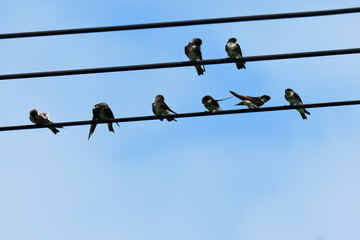 くつろぐ電線のツバメ