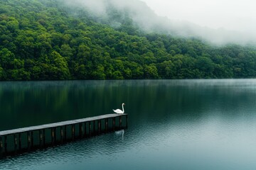 Naklejka premium Serene Lake Scene with a Single Swan and Misty Forest Background