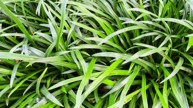 Animasi latar daun panjang warna hijau yang bergoyang pada layar penuh tampak menyegarkan