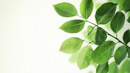 Vibrant Moringa Leaves Isolated - Organic Superfood Nutrition and Health Benefits Concept