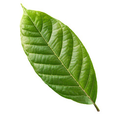 Obraz premium Fresh green cocoa leaf isolated on white background