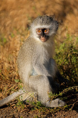 Naklejka premium A small vervet monkey (Cercopithecus aethiops) sitting in natural habitat, South Africa.