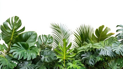 Lush Tropical Foliage on White Background