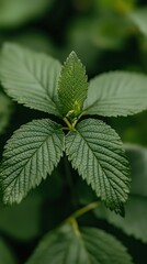 Lush Green Leaves  Nature  Sunlight  Foliage  Botany  Plant  Spring  Summer  Greenery  Eco