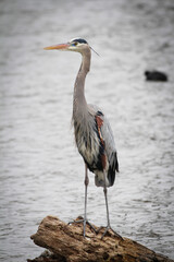 great blue heron