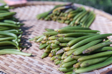 Vanilla pods are sorted by grade on a drying tray. The green pods are separated to prepare for further curing, ensuring only the best quality beans make it to the final stages of processing