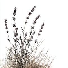 Fototapeta premium Delicate Lavender Stems with Blossom Against a Soft White Background in Minimalist Style