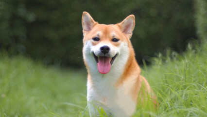 A cheerful Shiba Inu dog sitting in lush green grass with its tongue out, exuding happiness and energy.