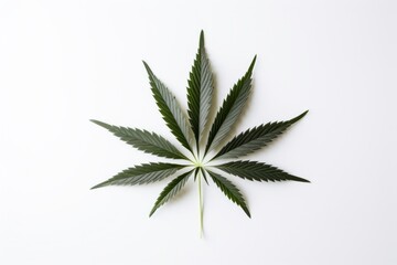 Fototapeta premium Cannabis plant herbs leaf.