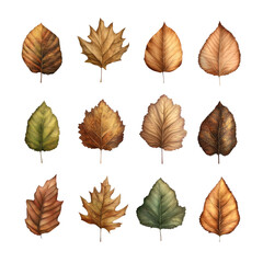 Fototapeta premium The image shows twelve different autumn leaves, various shades of brown and green, arranged on a black background.