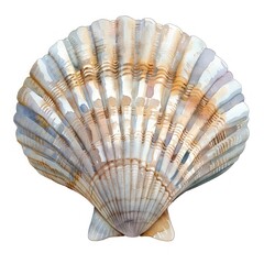 Elegant watercolor seashell illustration