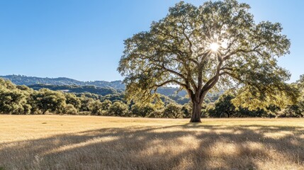 Fototapeta premium Sunlit Oak Tree in Valley Meadow, California