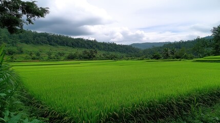 Obraz premium Lush green paddy field, hills, cloudy sky, rural landscape, agriculture