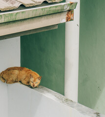 Cat wake up from sleep. 