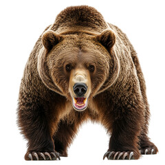 Obraz premium Ferocious brown grizzly bear isolated on white background, wild animal isolated on white background 