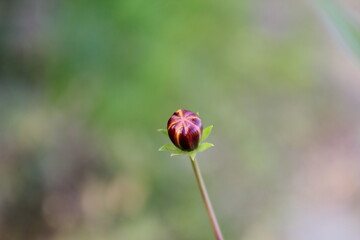緑葉の中にひっそりと咲くキバナコスモスの蕾