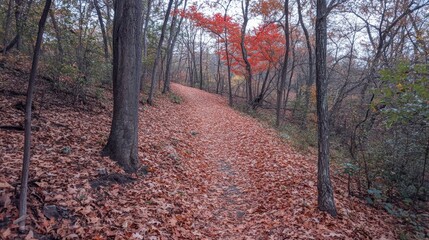 Obraz premium Autumn leaves carpeting a forest trail in vibrant shades of red and orange