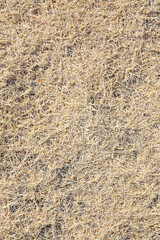 botanical background of dried grass field in winter