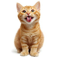 Adorable the orange ginger cat is licking and happy , sitting on white background