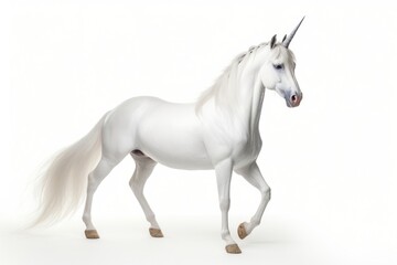 Obraz premium White unicorn stallion animal mammal.