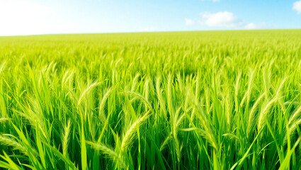 Obraz premium Green grassland landscape isolated in sky baground.