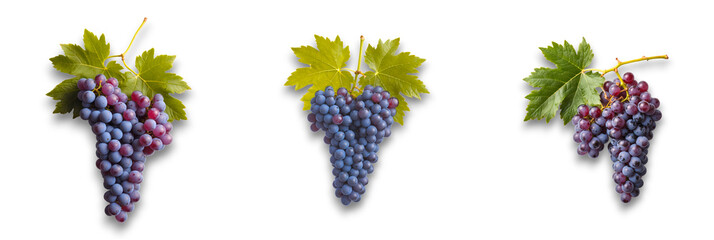 Isolated grapes on transparent background, fresh and colorful bunches