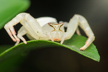 White crab spider sitting on green leaf