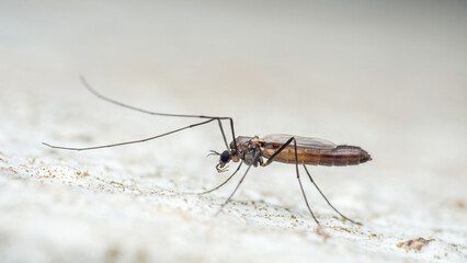 Winter crane fly resting on white surface