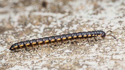 Yellow-spotted millipede crawling on concrete surface