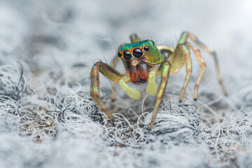 Metallic green jumping spider showing fangs on soft surface