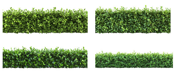 The image shows four sections of a dense green hedge isolated against a black background, showcasing its texture and vibrancy.