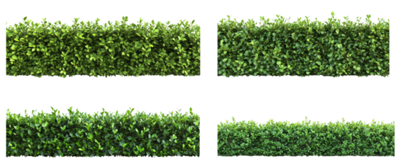 The image shows four sections of a dense green hedge isolated against a black background, showcasing its texture and vibrancy.