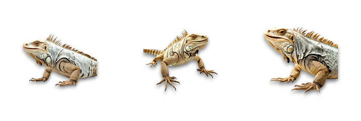 Fototapeta premium Iguana on transparent background, showcasing an isolated reptile object
