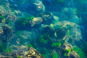 Rocky seabed covered with green algae through sea water.