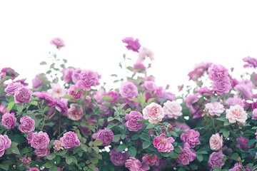 Obraz premium Blooming pink roses garden