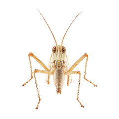 Detailed close-up of a grasshopper isolated on a transparent background
