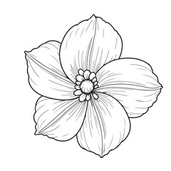 Fototapeta premium drawing of a lily