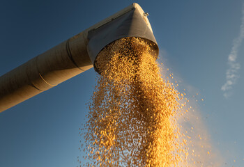 Combine transferring soybeans after harvest