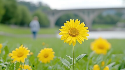 Yellow flower in park, person walking, bridge background
