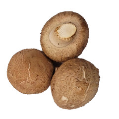 mushroom isolated on white background