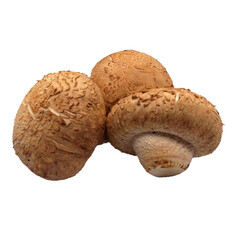 mushroom isolated on white background